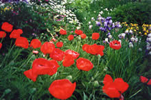 Homesteader Gardens - poppies