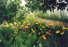 Homesteader Gardens - lilies